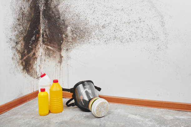 Best Commercial Mold Remediation in Delano, CA